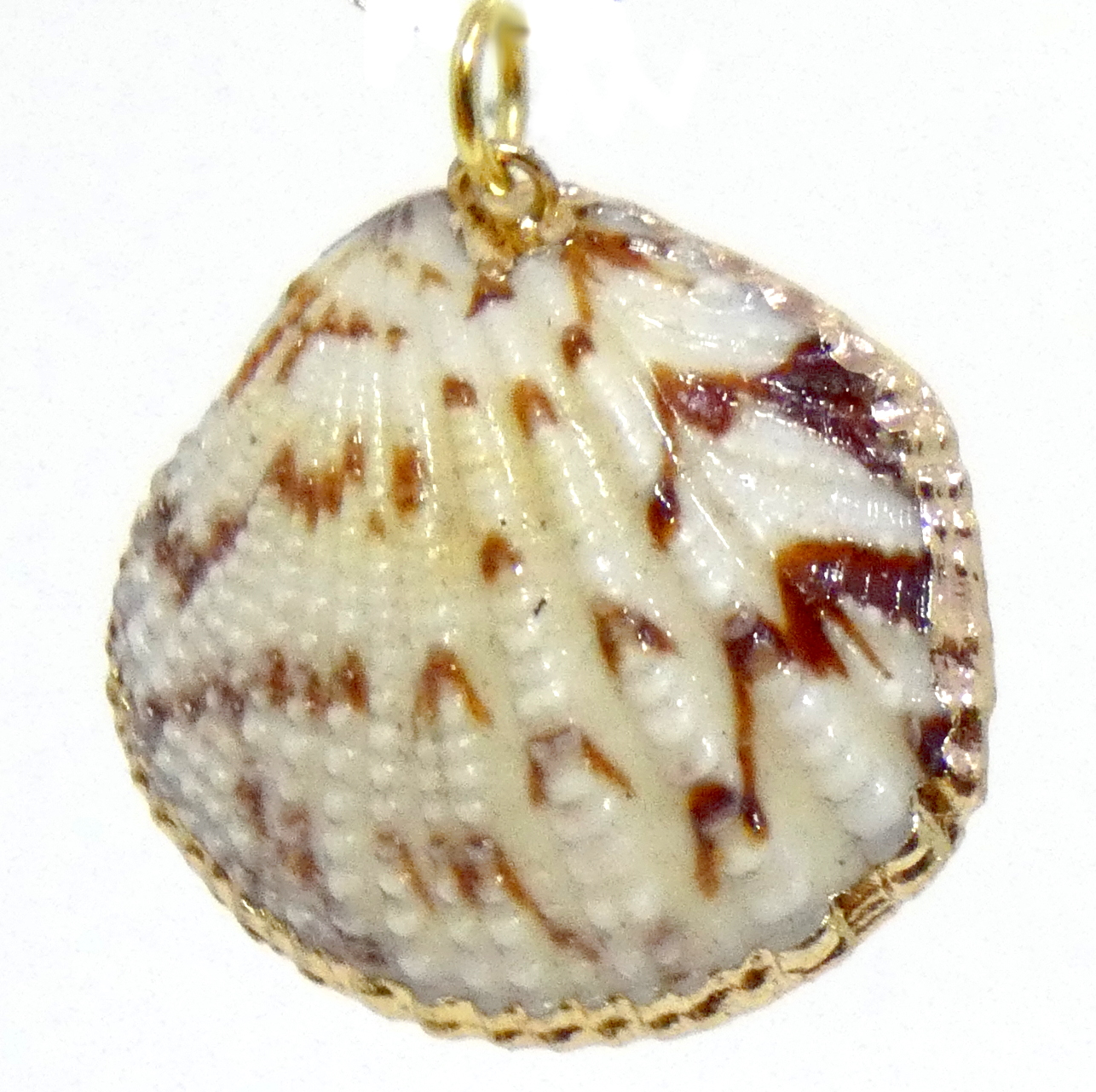 Cockle Type with Gold